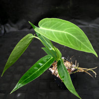 Anthurium aff. cirinoi "Hawaii" x warocqueanum