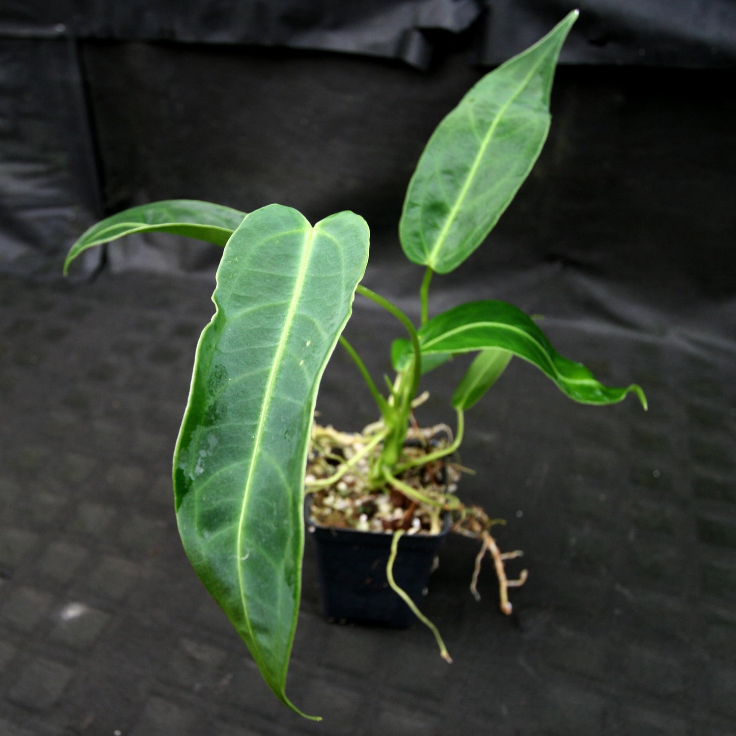 anthurium cirinoi x warocqueanum Anthurium aff. cirinoi "Hawaii" x warocqueanum – Carnivero