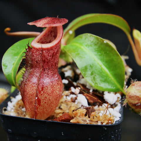 Nepenthes hybrid with a tall red pitcher and green creeping leaves in a pot.