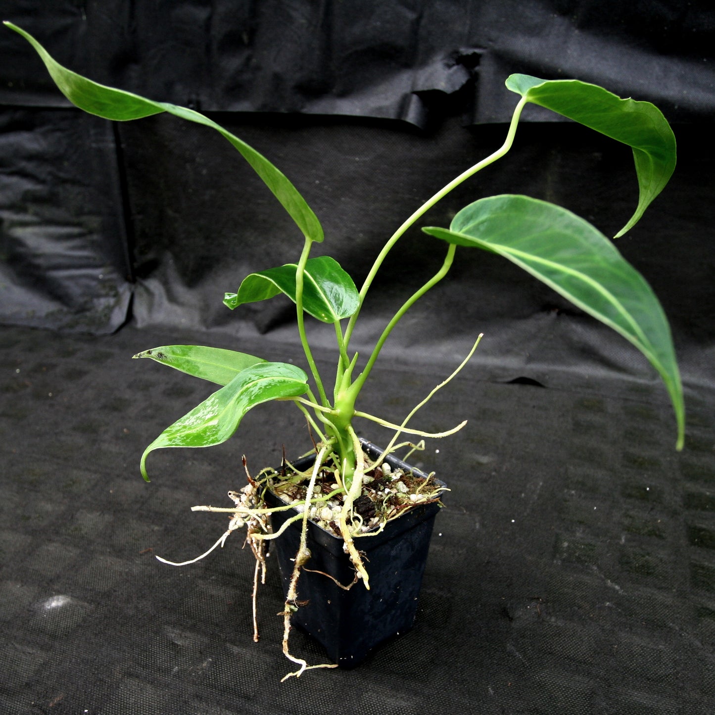 anthurium cirinoi Anthurium aff. cirinoi "Hawaii" x warocqueanum – Carnivero