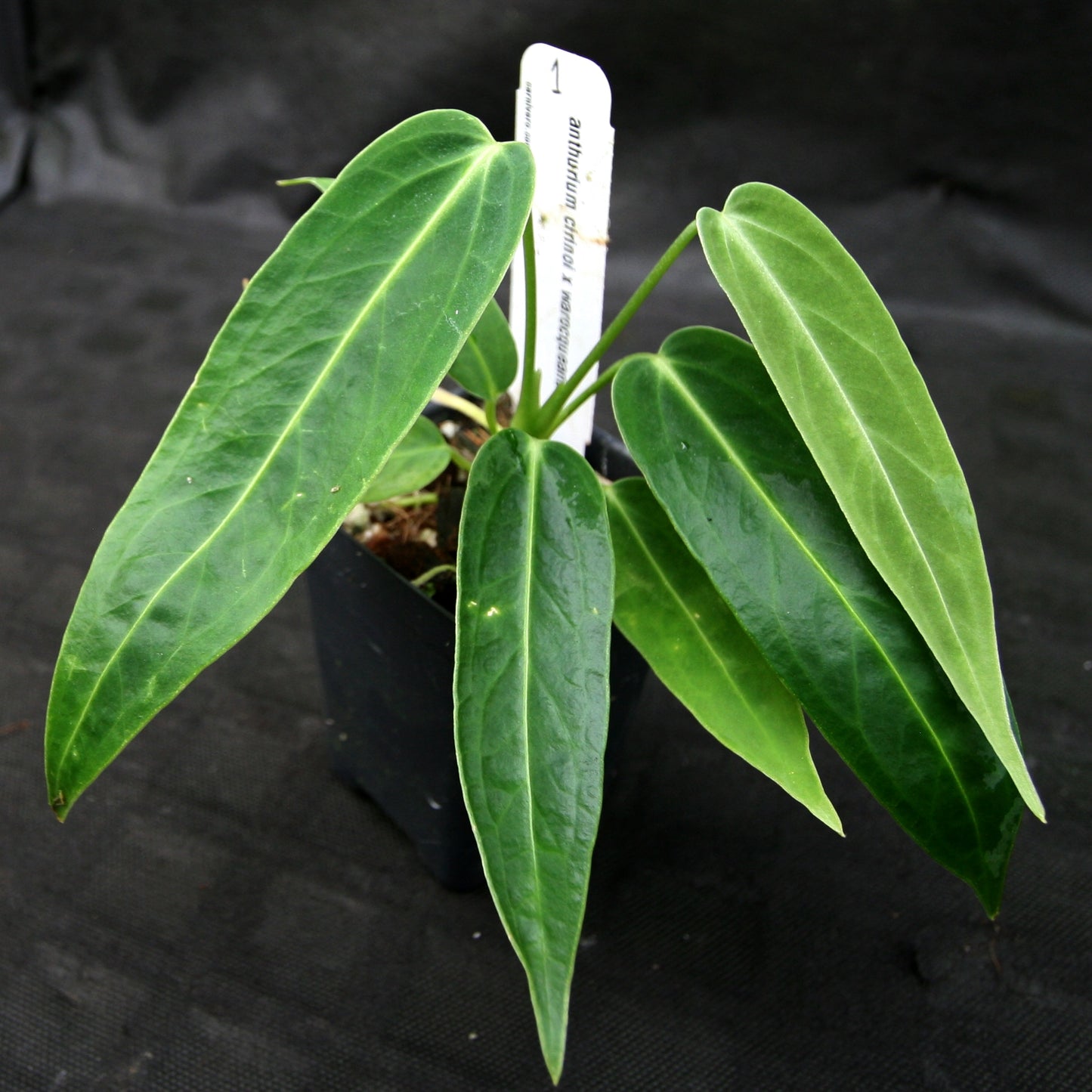 anthurium cirinoi care Anthurium aff. cirinoi "Hawaii" x warocqueanum – Carnivero