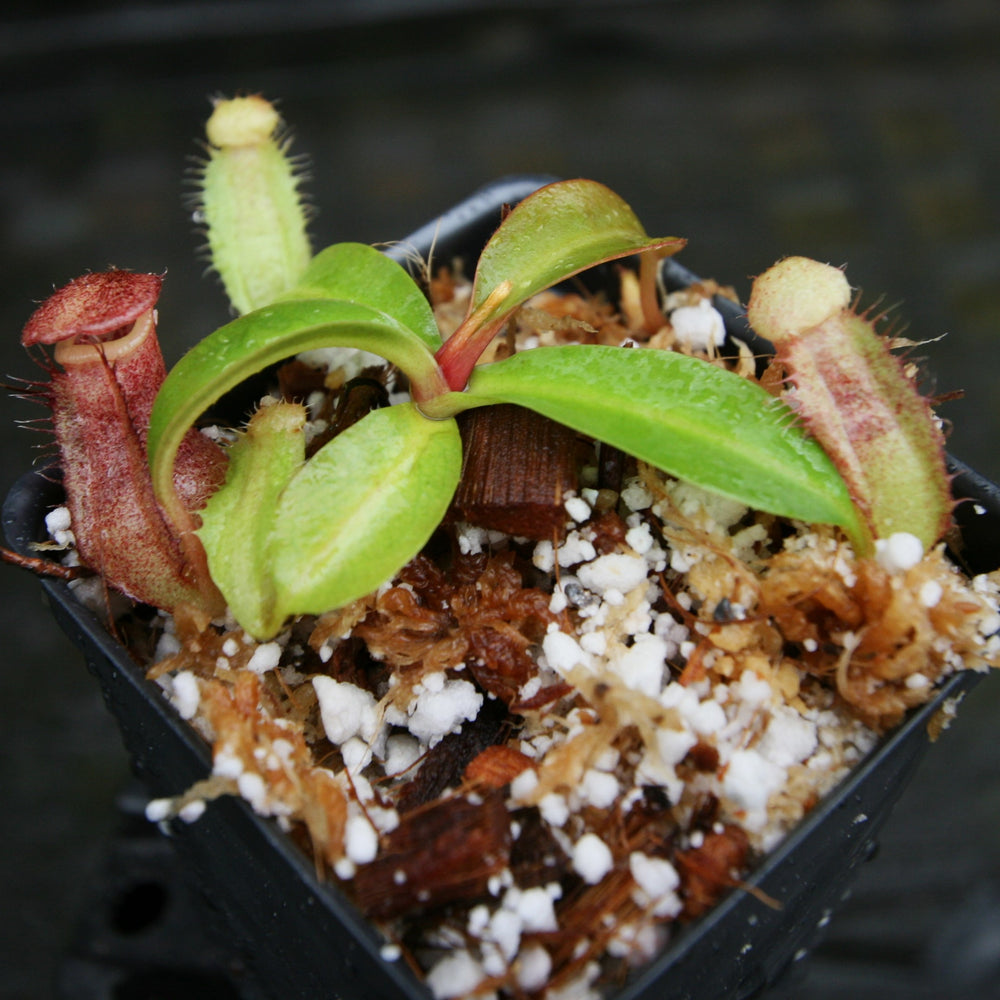 
                      
                        Nepenthes (bokorensis x Trusmadiensis) x (lowii x campanulata), CAR-0308
                      
                    