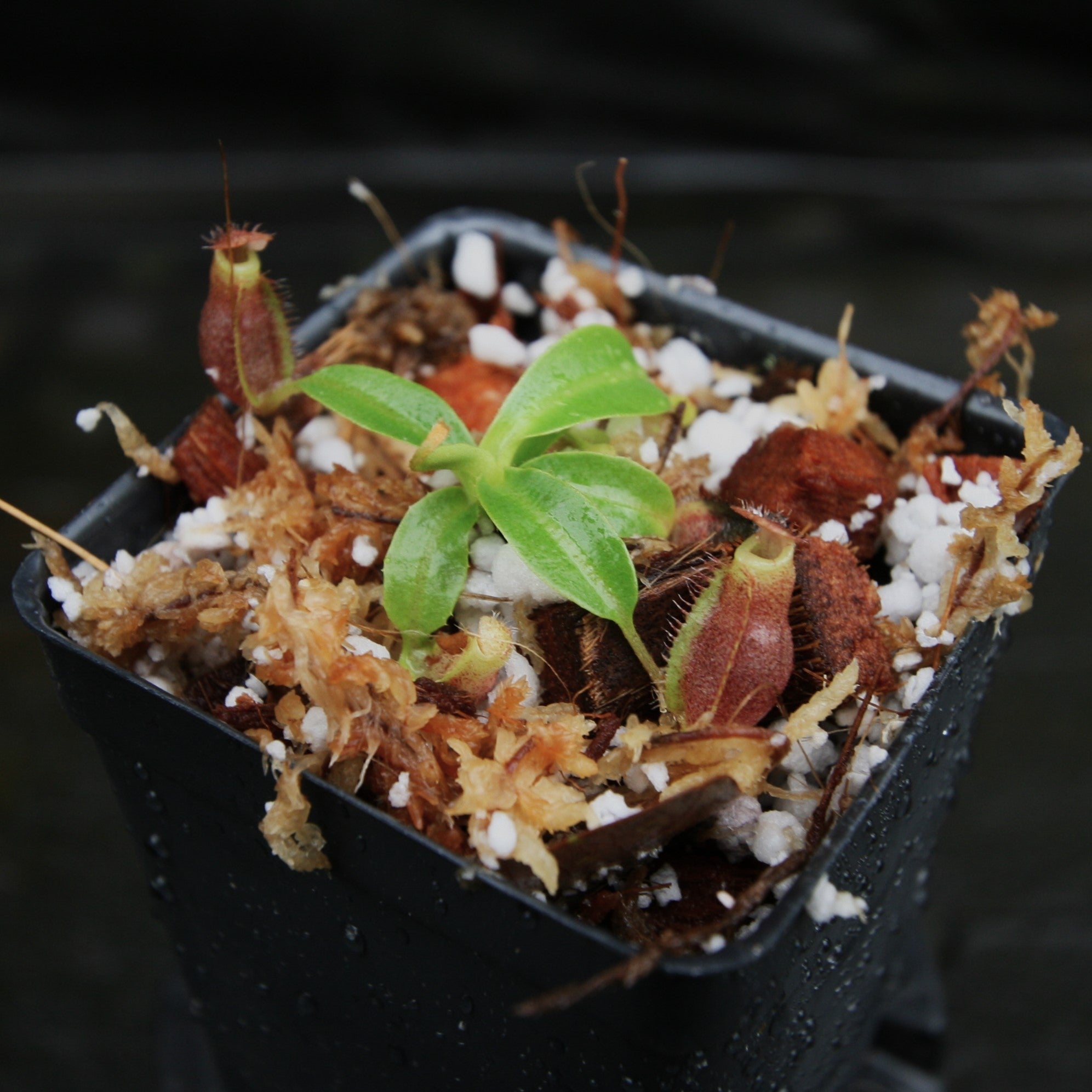 Nepenthes (bokorensis x Trusmadiensis) x (lowii x campanulata