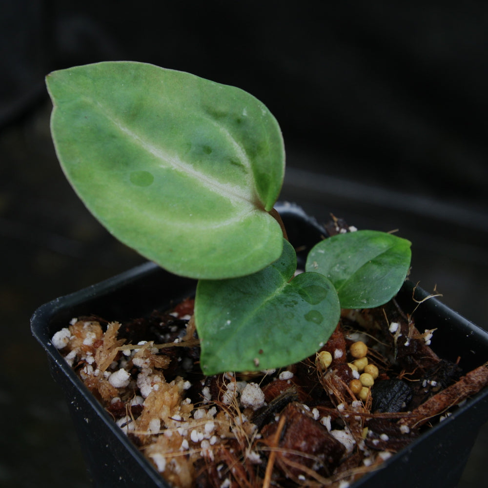 
                      
                        Anthurium (magnificum x crystallinum) x (papillilaminum x Doc Block), CAR-0309
                      
                    