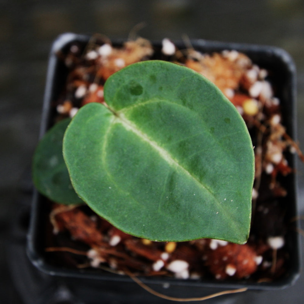 
                      
                        Anthurium (magnificum x crystallinum) x (papillilaminum x Doc Block), CAR-0309
                      
                    