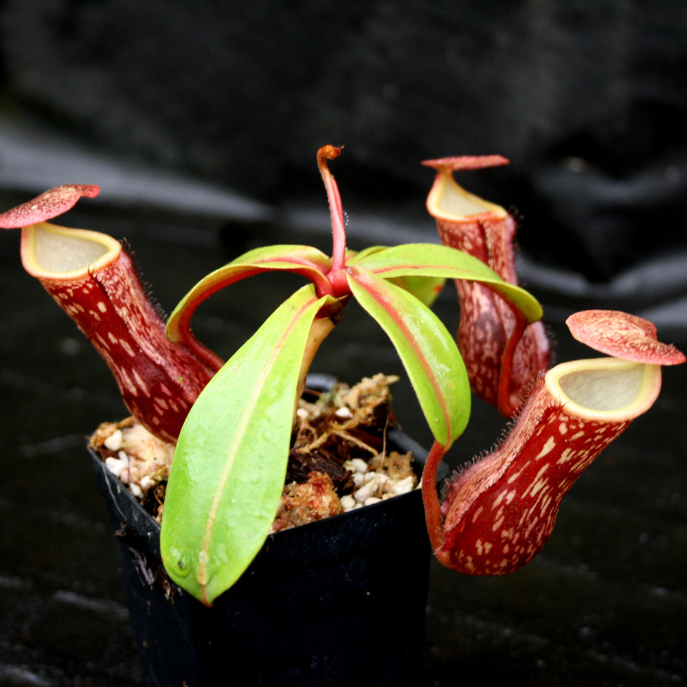 Nepenthes "Leilani Legacy", CAR-0044