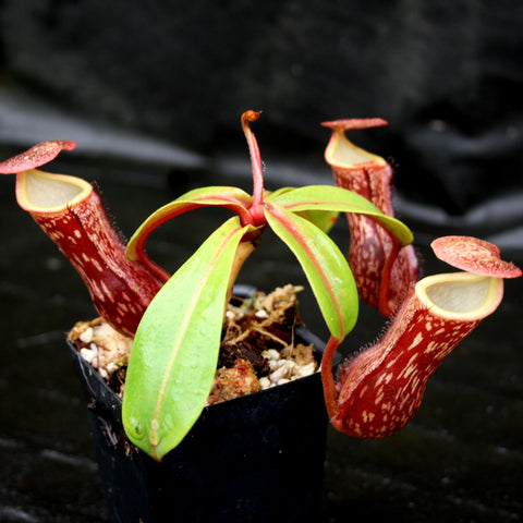 Nepenthes Leilani Legacy plant with several red speckled pitchers and bright green leaves in a small black pot