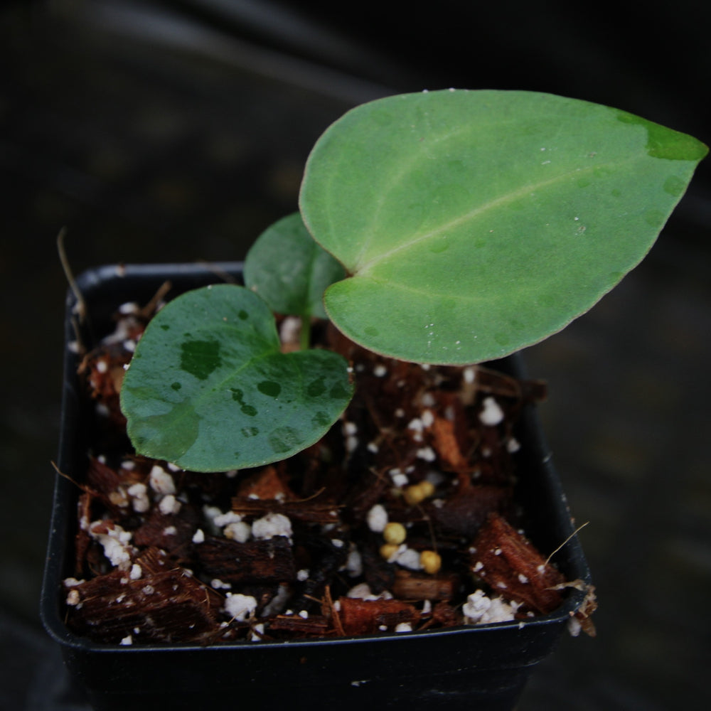 
                      
                        Anthurium (magnificum x crystallinum) x (papillilaminum x Doc Block), CAR-0309
                      
                    