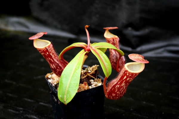 Nepenthes "Leilani Legacy", CAR-0044