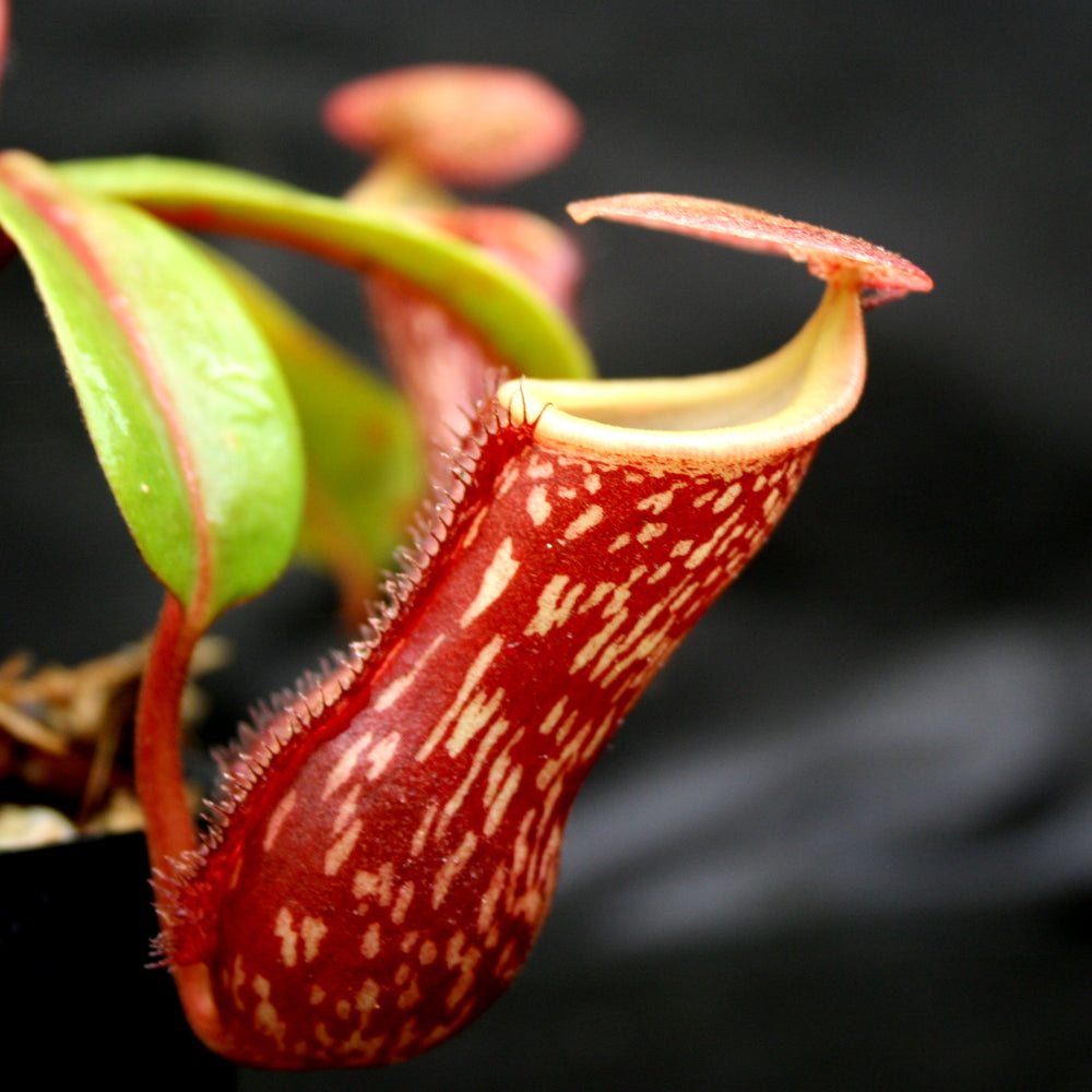 Nepenthes "Leilani Legacy", CAR-0044