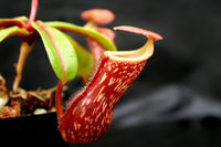 Nepenthes "Leilani Legacy", CAR-0044