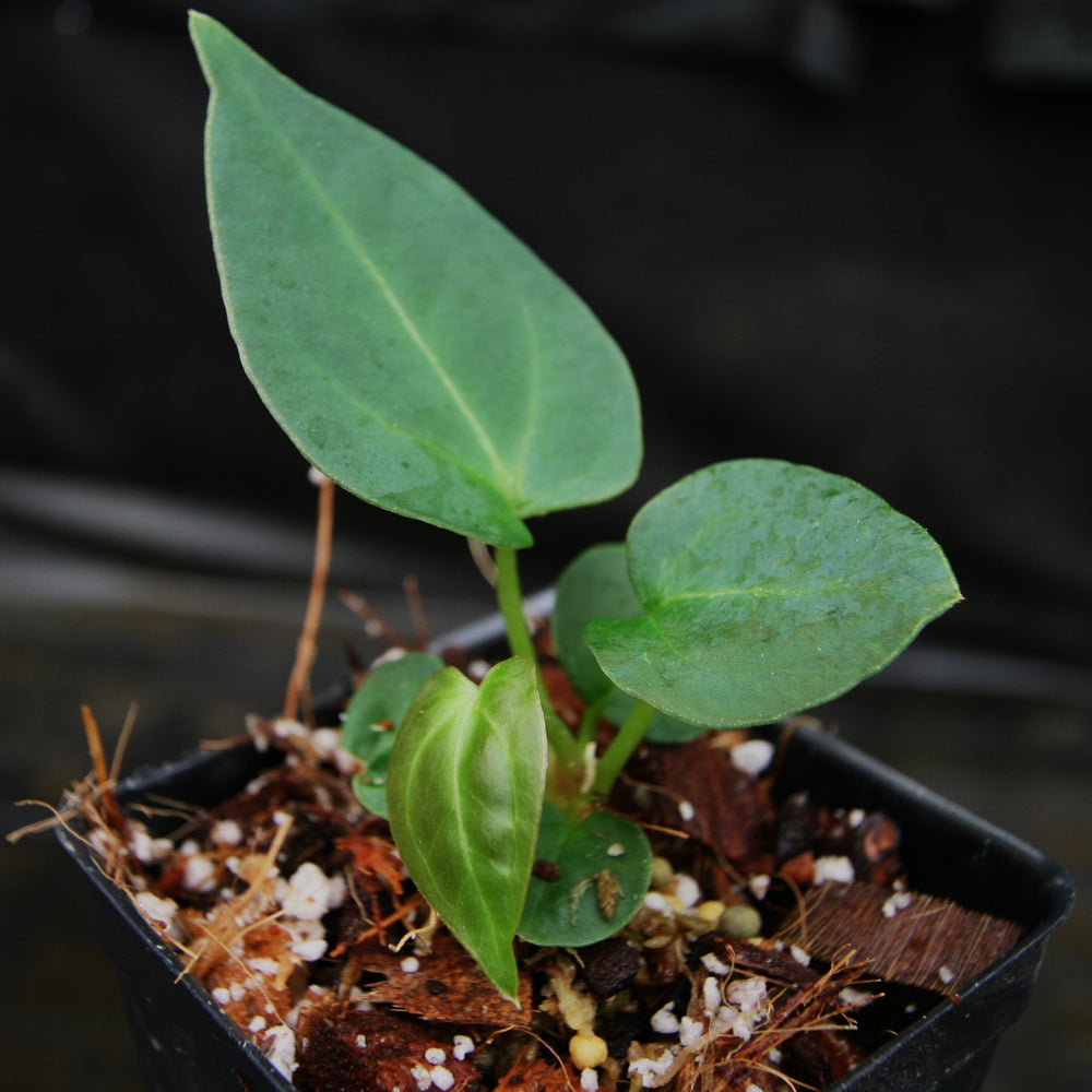 
                      
                        Anthurium "Red Crystallinum" x carlablackiae, CAR-0310
                      
                    
