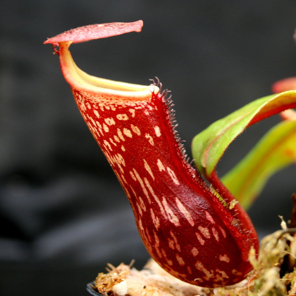 
                      
                        Nepenthes "Leilani Legacy", CAR-0044
                      
                    