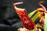 Nepenthes "Leilani Legacy", CAR-0044