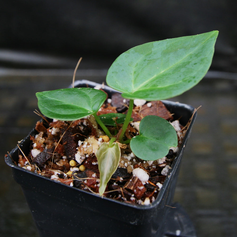 
                      
                        Anthurium "Red Crystallinum" x carlablackiae, CAR-0310
                      
                    