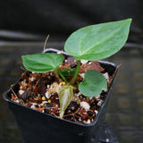 Anthurium "Red Crystallinum" x carlablackiae, CAR-0310