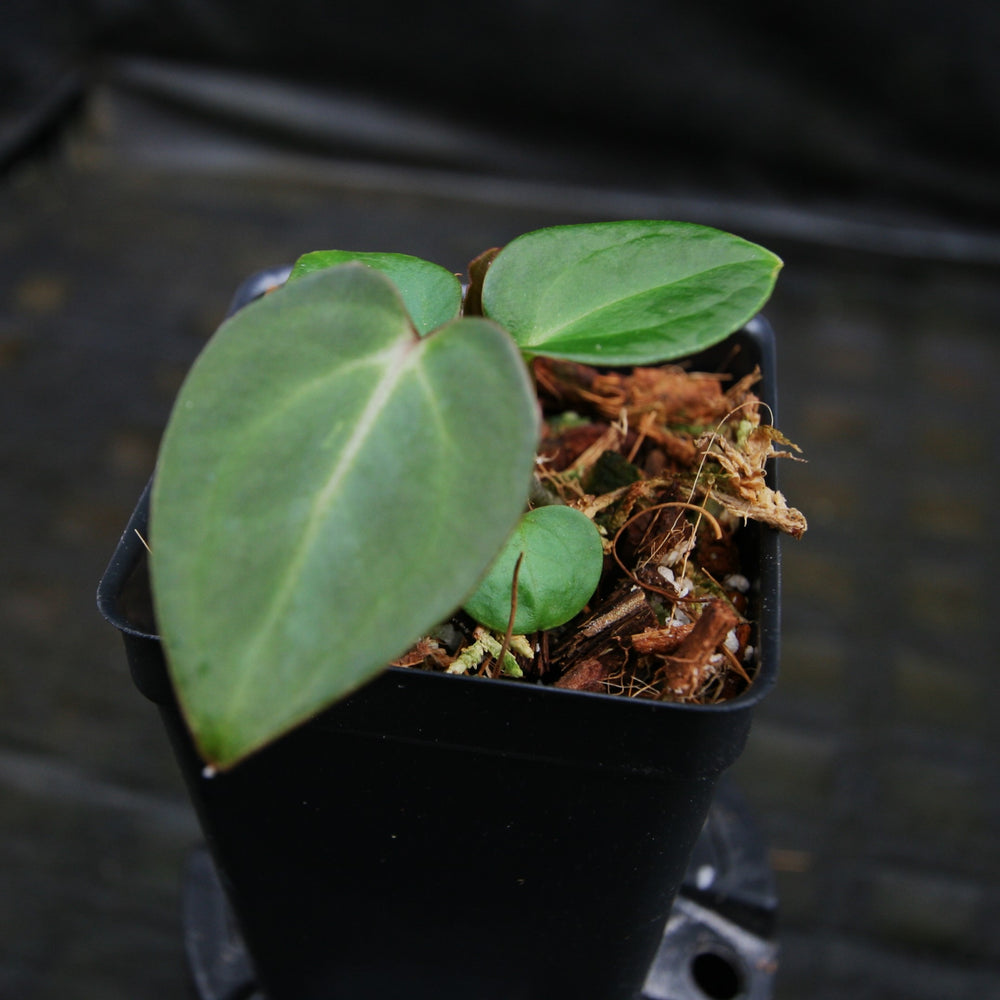 
                      
                        Anthurium (crystallinum x magnificum) "Tezula Select" x sp. nov Darién (besseae aff.), CAR-0311
                      
                    