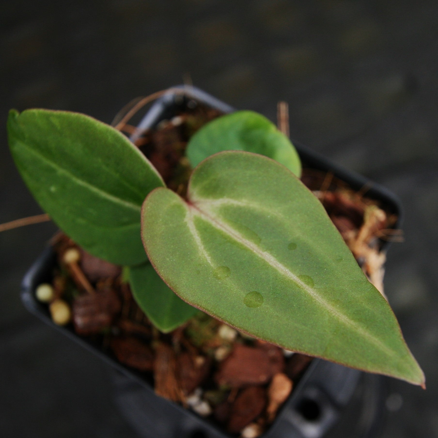 Anthurium (crystallinum x magnificum) 