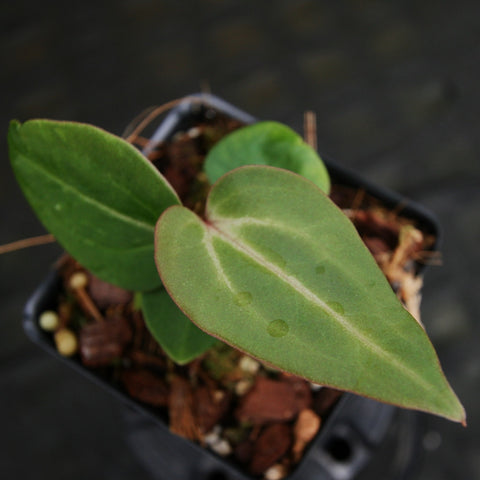 Anthurium crystallinum x magnificum Tezula Select with velvety green leaves in a pot