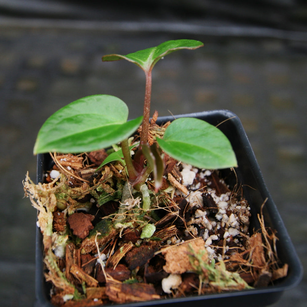 
                      
                        Anthurium (crystallinum x magnificum) "Tezula Select" x sp. nov Darién (besseae aff.), CAR-0311
                      
                    