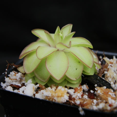 Pinguicula Seductora butterwort with a compact lime green rosette and pink edged leaves in a pot