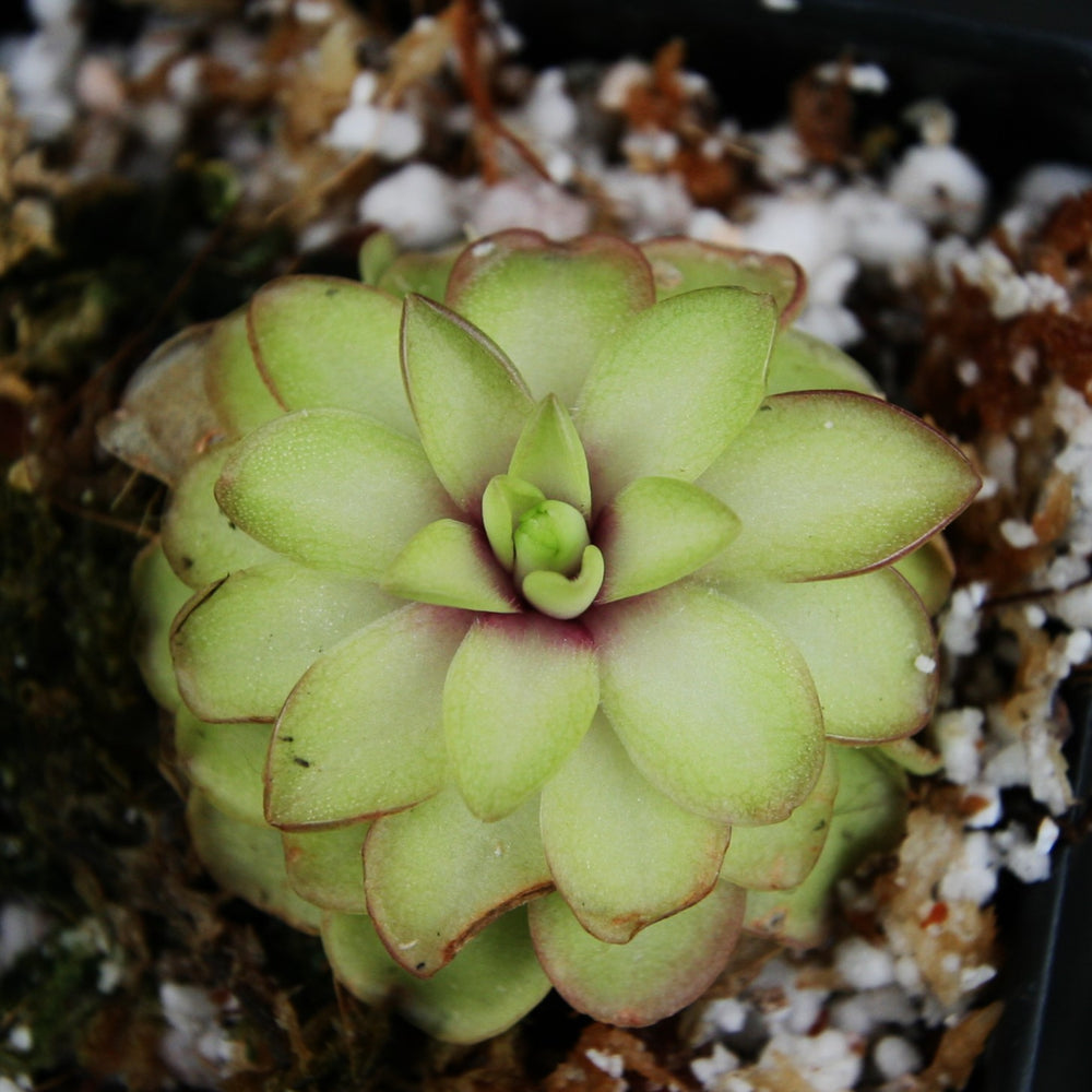 
                      
                        Pinguicula 'Seductora' Butterwort with small green leaves with pink edges, purple flower, easy to grow, carnivorous plant, gnat eating plant, house plant, collectors plant
                      
                    