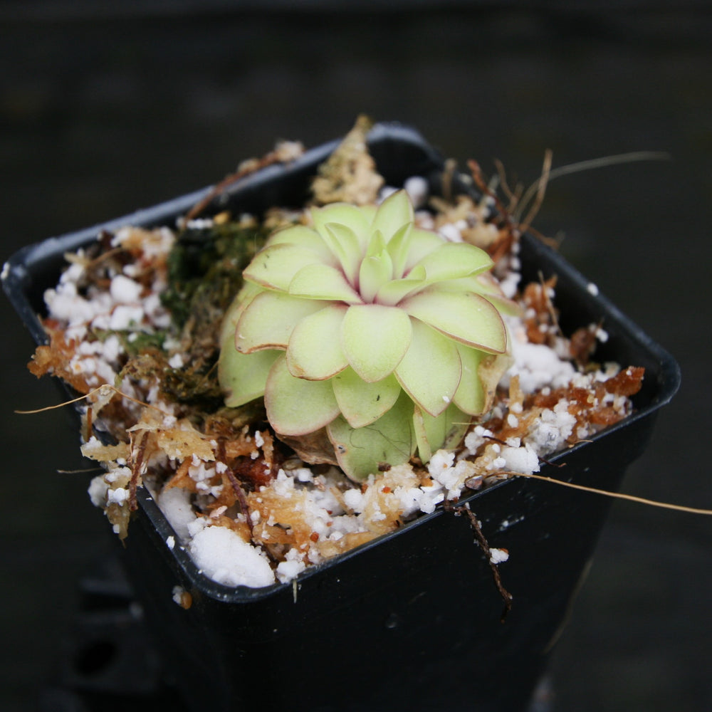 
                      
                        Pinguicula 'Seductora' Butterwort with small green leaves with pink edges, purple flower, easy to grow, carnivorous plant, gnat eating plant, house plant, collectors plant
                      
                    