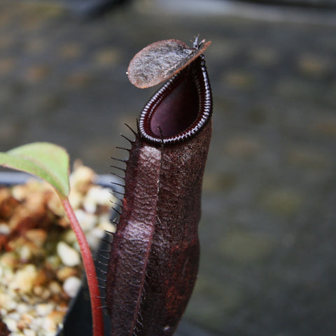 Nepenthes naga x mira pitcher with tall dark burgundy body and white toothed rim