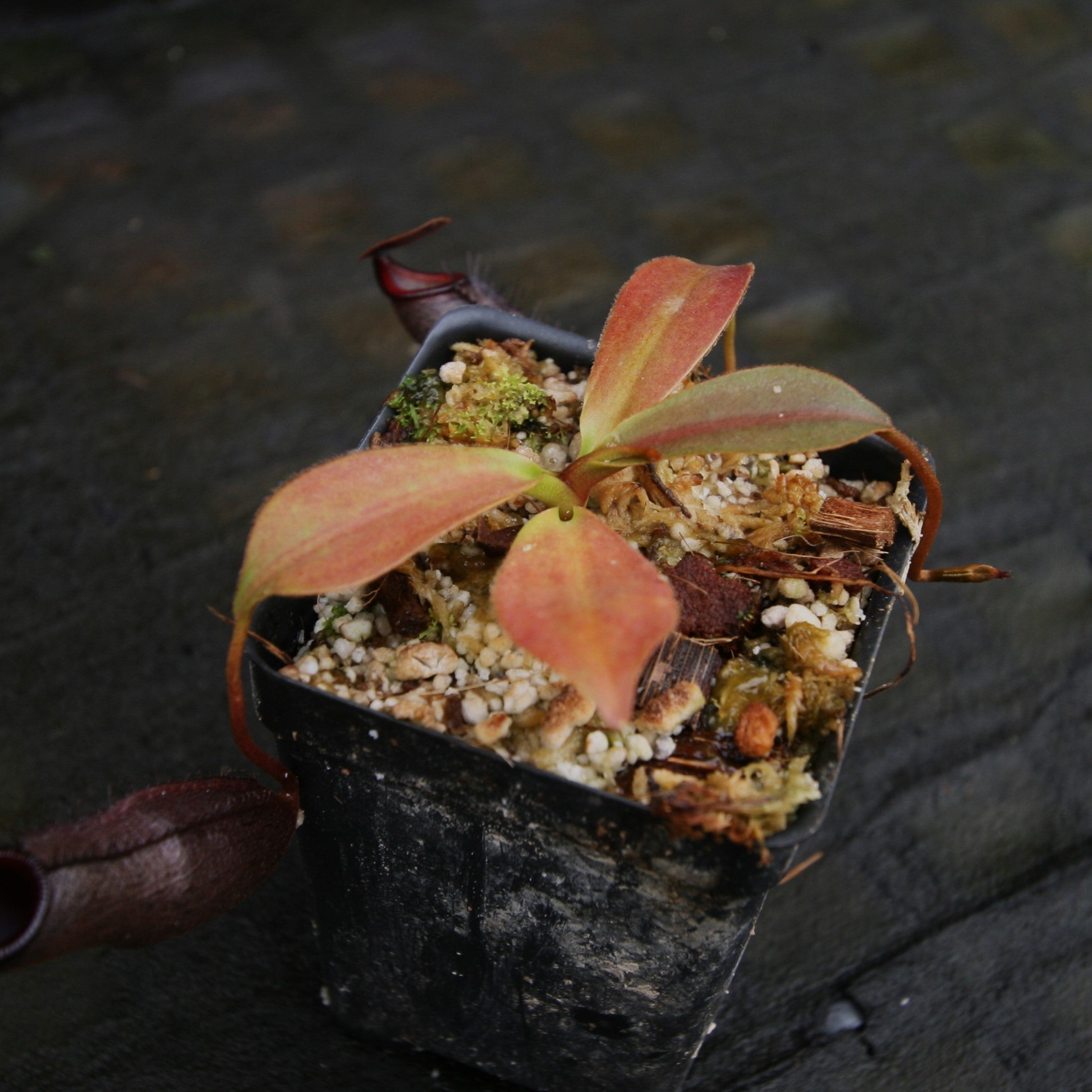 Nepenthes naga x mira, CAR-0312 – Carnivero