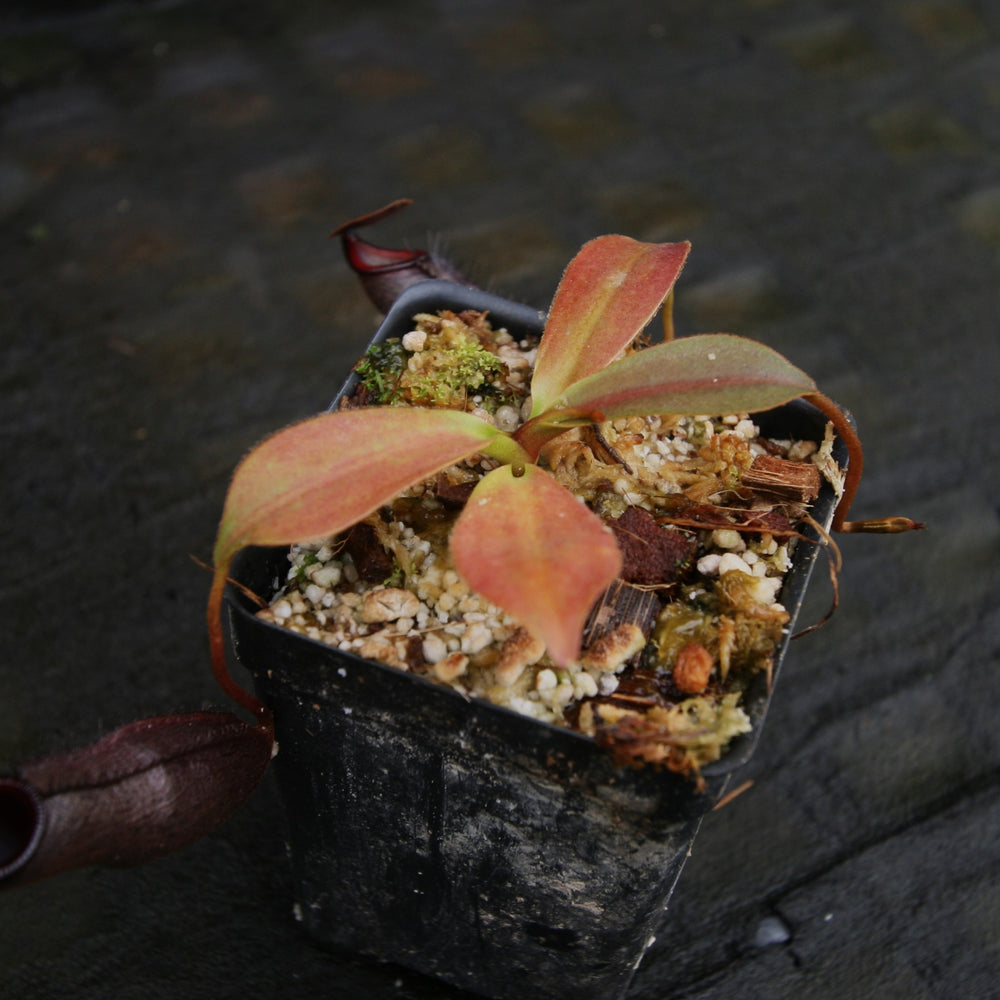 
                      
                        Nepenthes naga x mira, CAR-0312
                      
                    