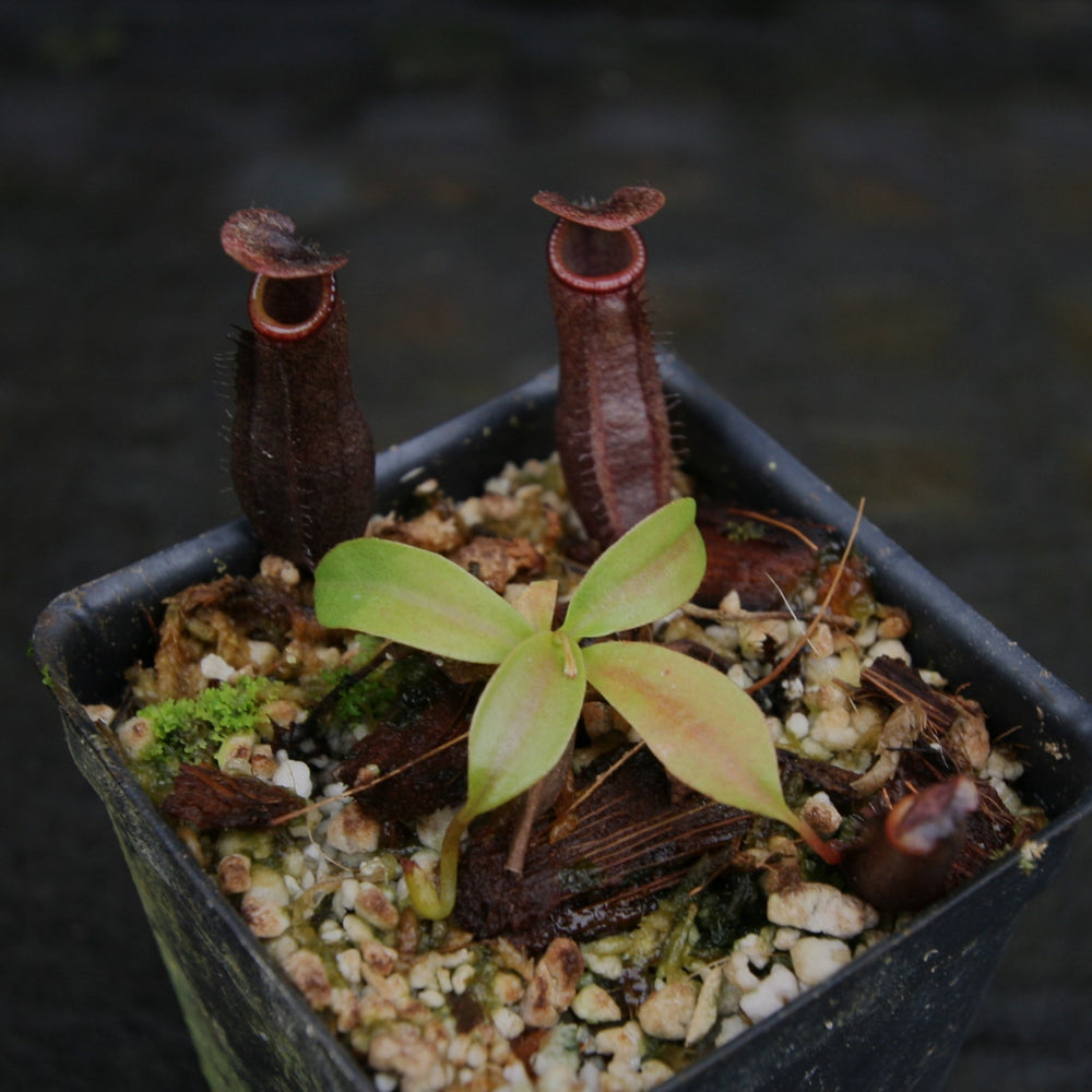 
                      
                        Nepenthes naga x mira, CAR-0312
                      
                    