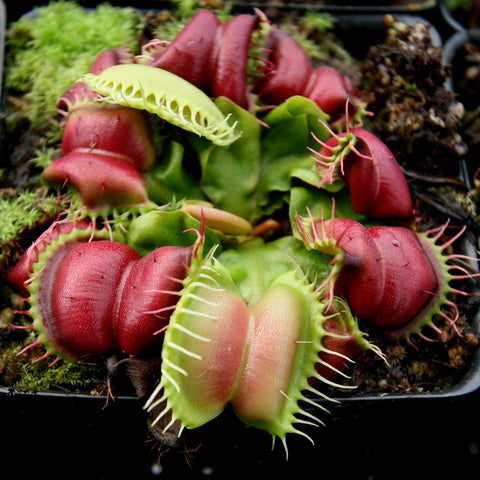 Venus flytrap Dionaea muscipula Umgekrempelt with red trap lobes and green outer edges in a pot
