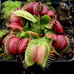 Venus Flytrap- Dionaea muscipula "Umgekrempelt"