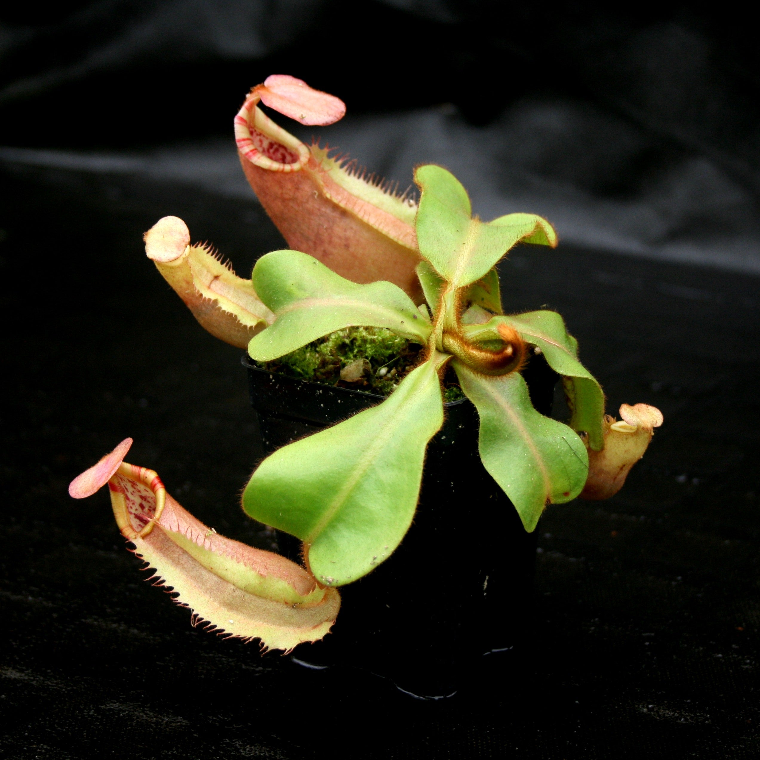 ★超ゲリラセール★ capi ハンドフラワーベース Nepenthes veitchii (