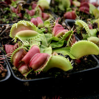 Dionaea muscipula "Umgekrempelt"