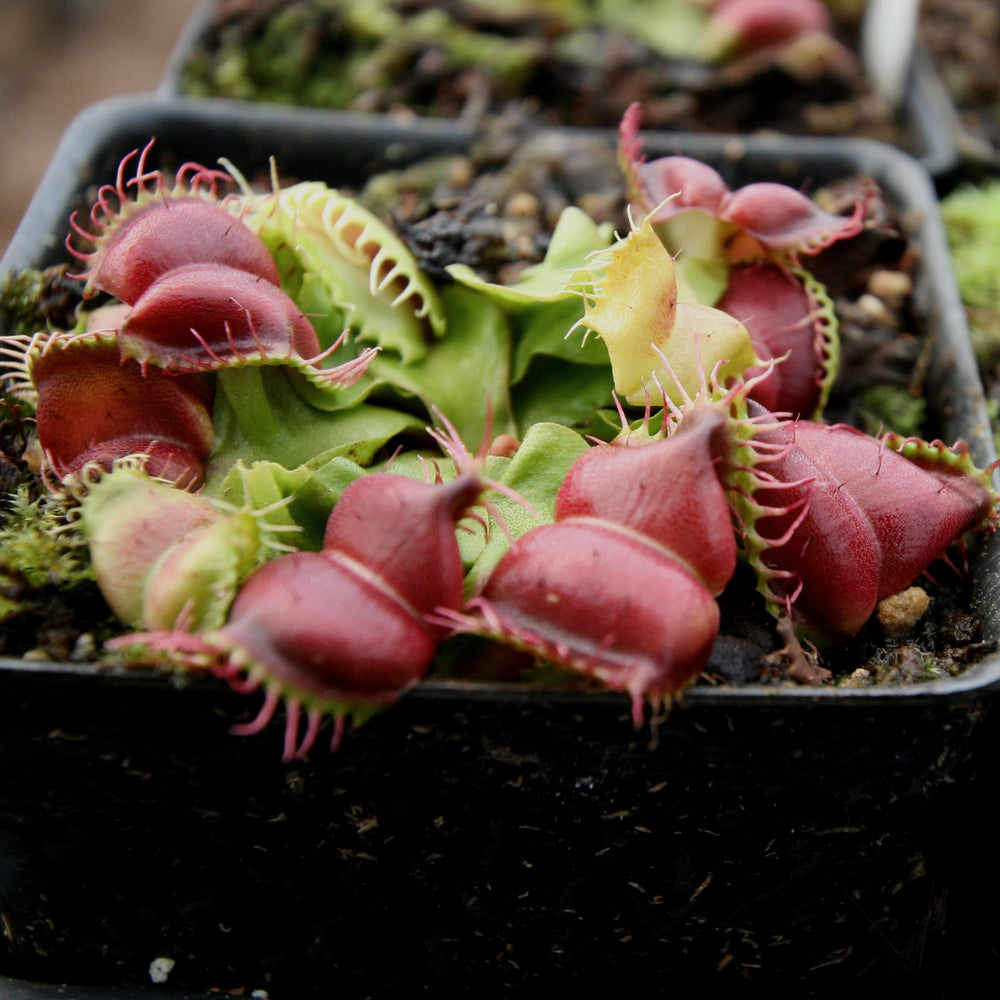 
                      
                        Venus Flytrap- Dionaea muscipula "Umgekrempelt"
                      
                    