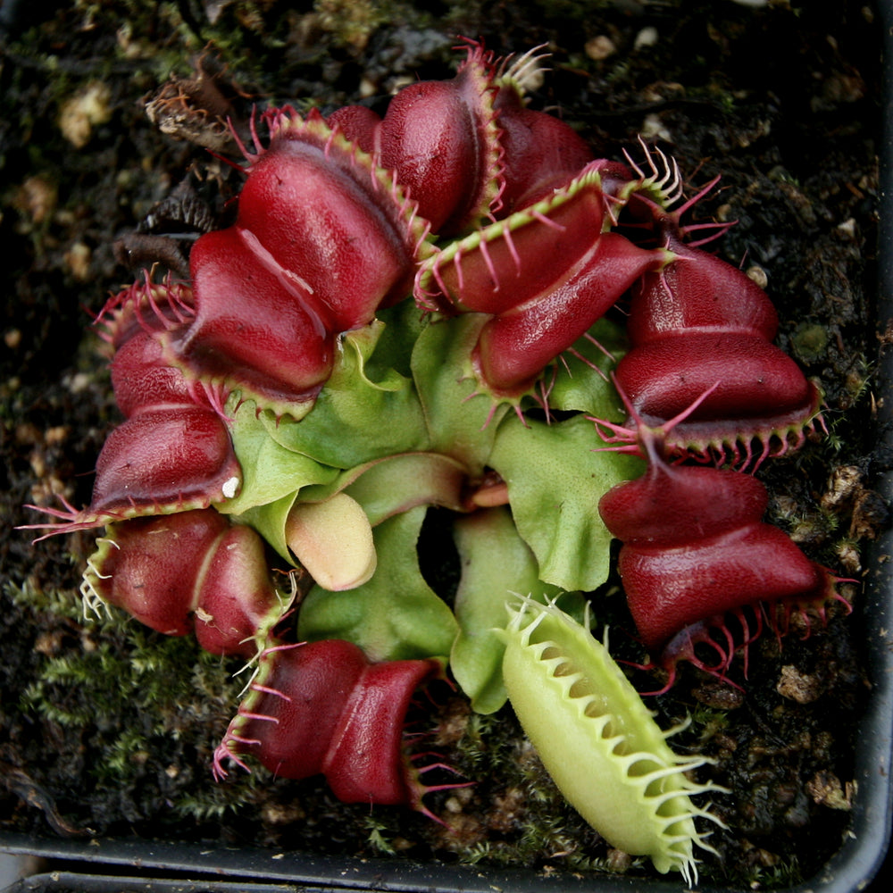 
                      
                        Venus Flytrap- Dionaea muscipula "Umgekrempelt"
                      
                    