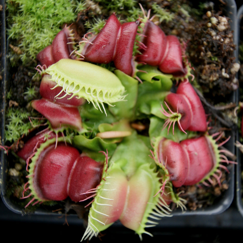
                      
                        Venus Flytrap- Dionaea muscipula "Umgekrempelt"
                      
                    