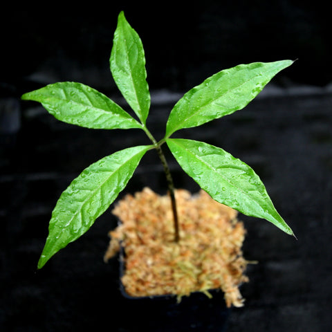Young Amorphophallus gigas seedling with a palmately arranged leaf of several elongated leaflets on a slender stem.