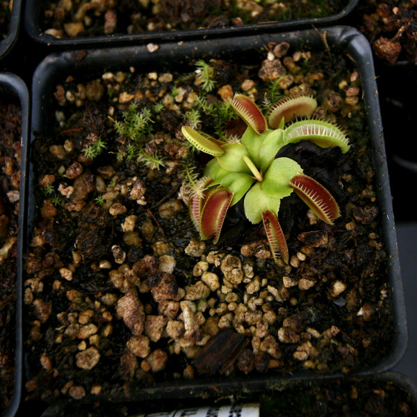 Dionaea muscipula "Alien"
