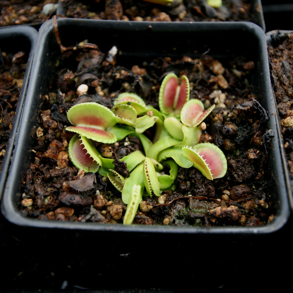 
                      
                        Venus Flytrap - Dionaea muscipula 'Coquillage'
                      
                    