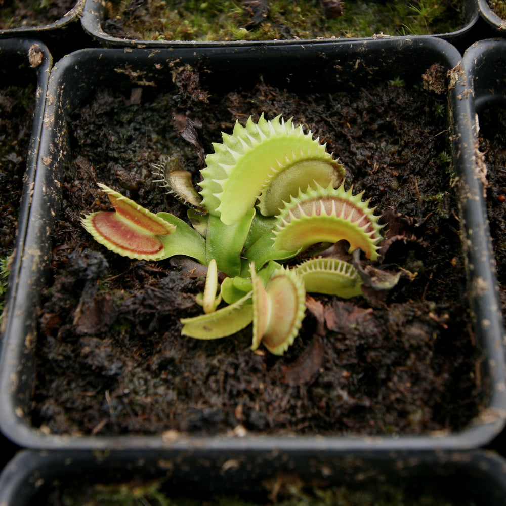 
                      
                        Venus Flytrap "Dente" (Dionaea muscipula)
                      
                    
