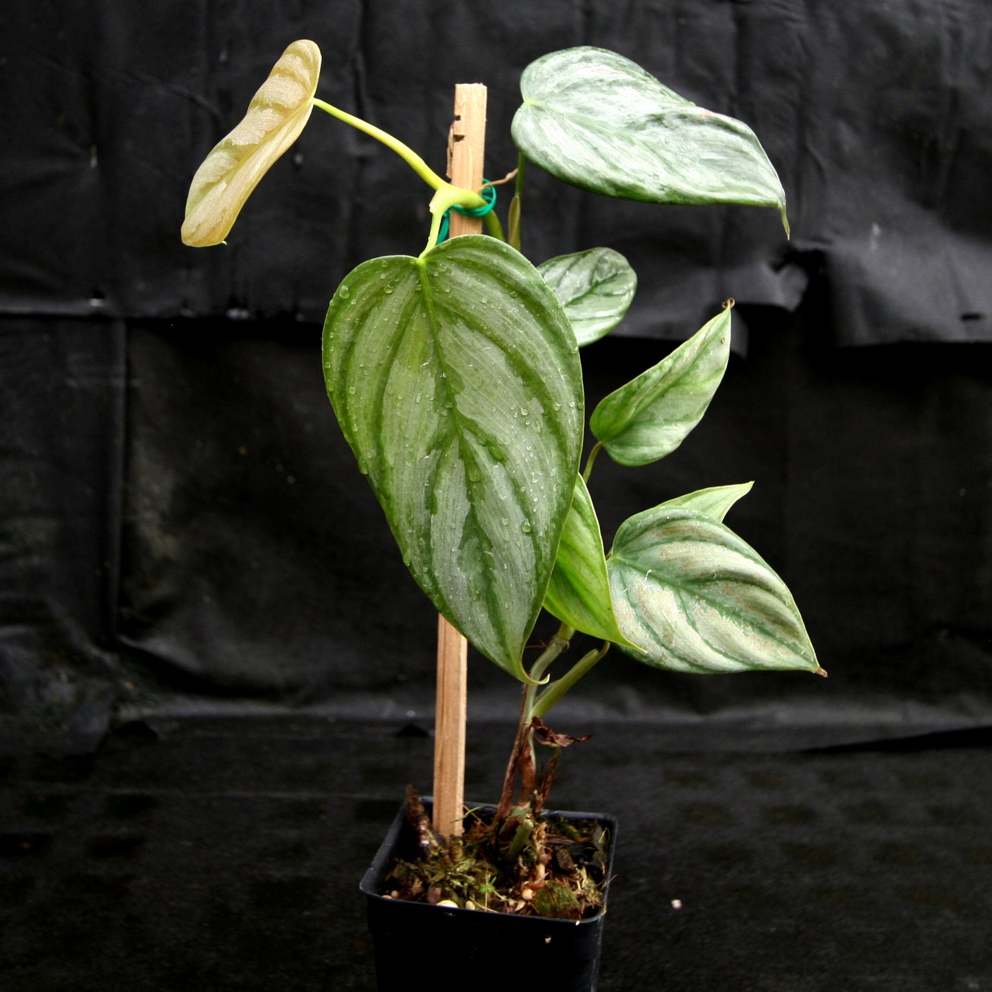 philodendron brandtianum vs sodiroi Philodendron brandtianum – Carnivero