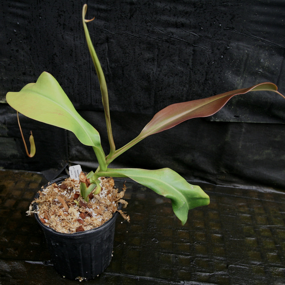 
                      
                        Nepenthes truncata x merrilliana
                      
                    