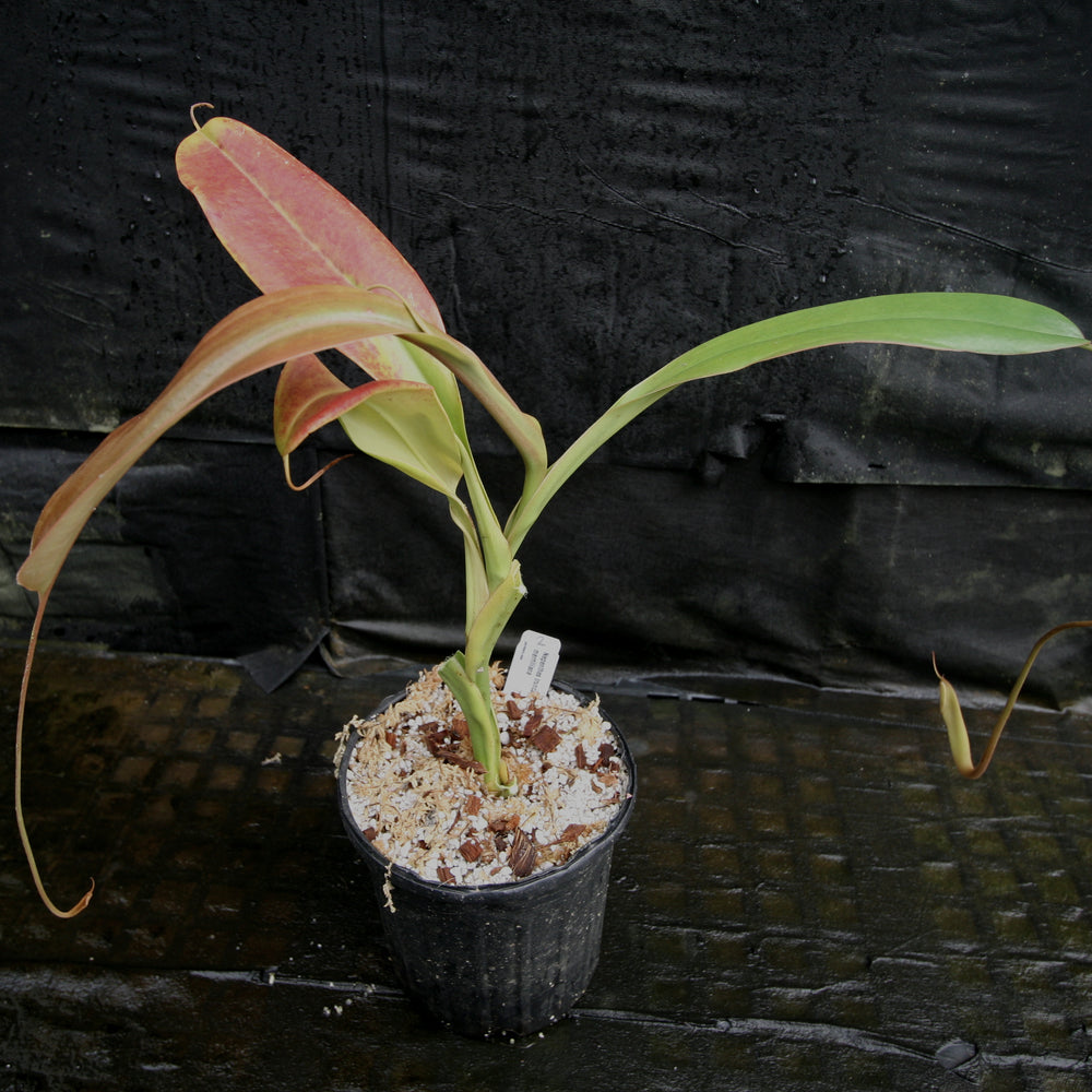 
                      
                        Nepenthes truncata x merrilliana
                      
                    