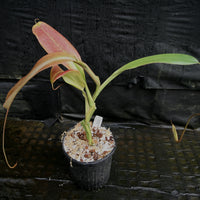 Nepenthes truncata x merrilliana