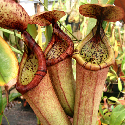 Close up of Nepenthes truncata x merrilliana pitchers with wide red peristomes and speckled interiors.