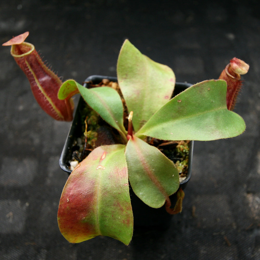 
                      
                        Nepenthes [(lowii x veitchii) x boschiana)] "Red Ruffled" x [(Rokko x boschiana) x veitchii] "Squat", CAR-0193
                      
                    