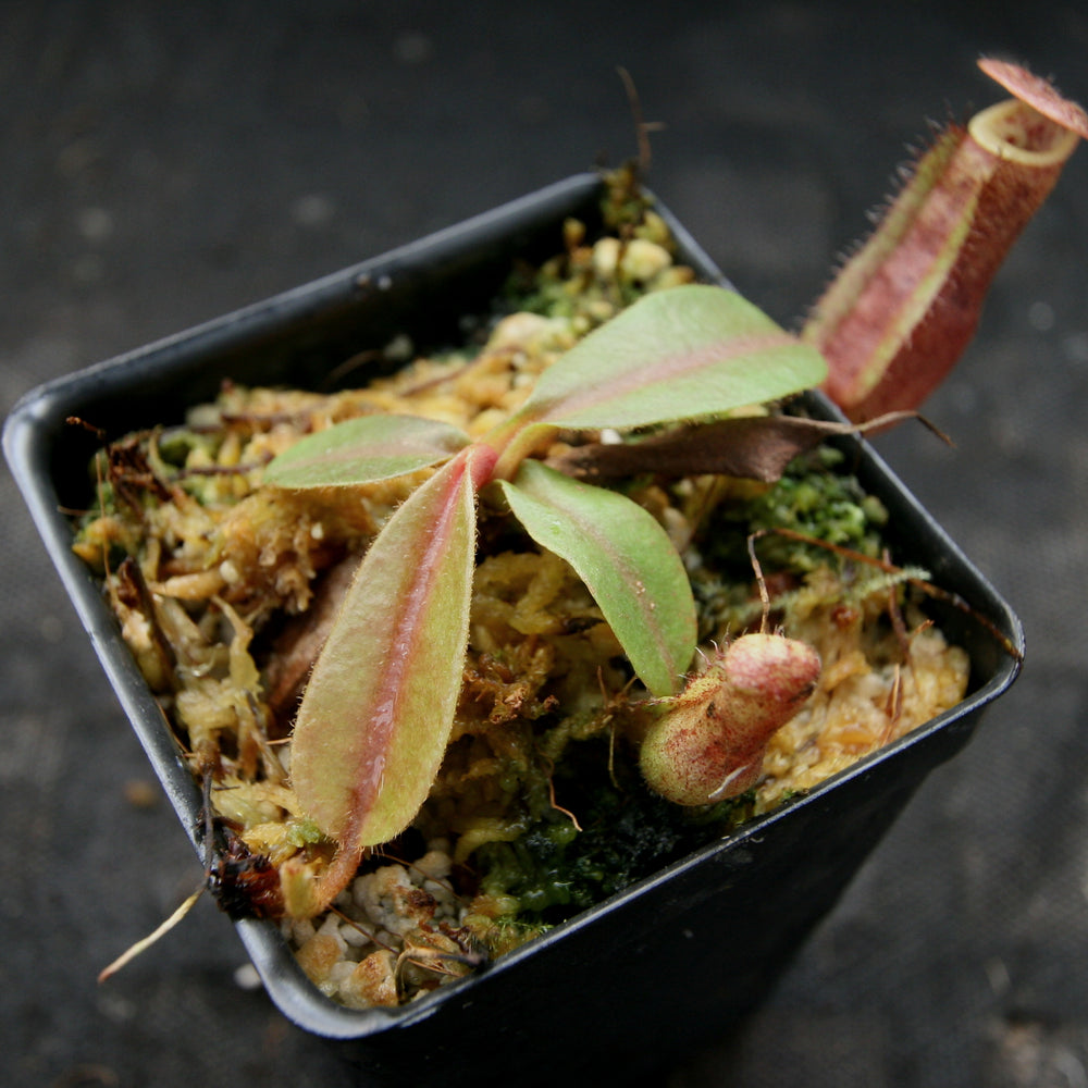 
                      
                        Nepenthes [(lowii x veitchii) x boschiana)] "Red Ruffled" x [(Rokko x boschiana) x veitchii] "Squat", CAR-0193
                      
                    