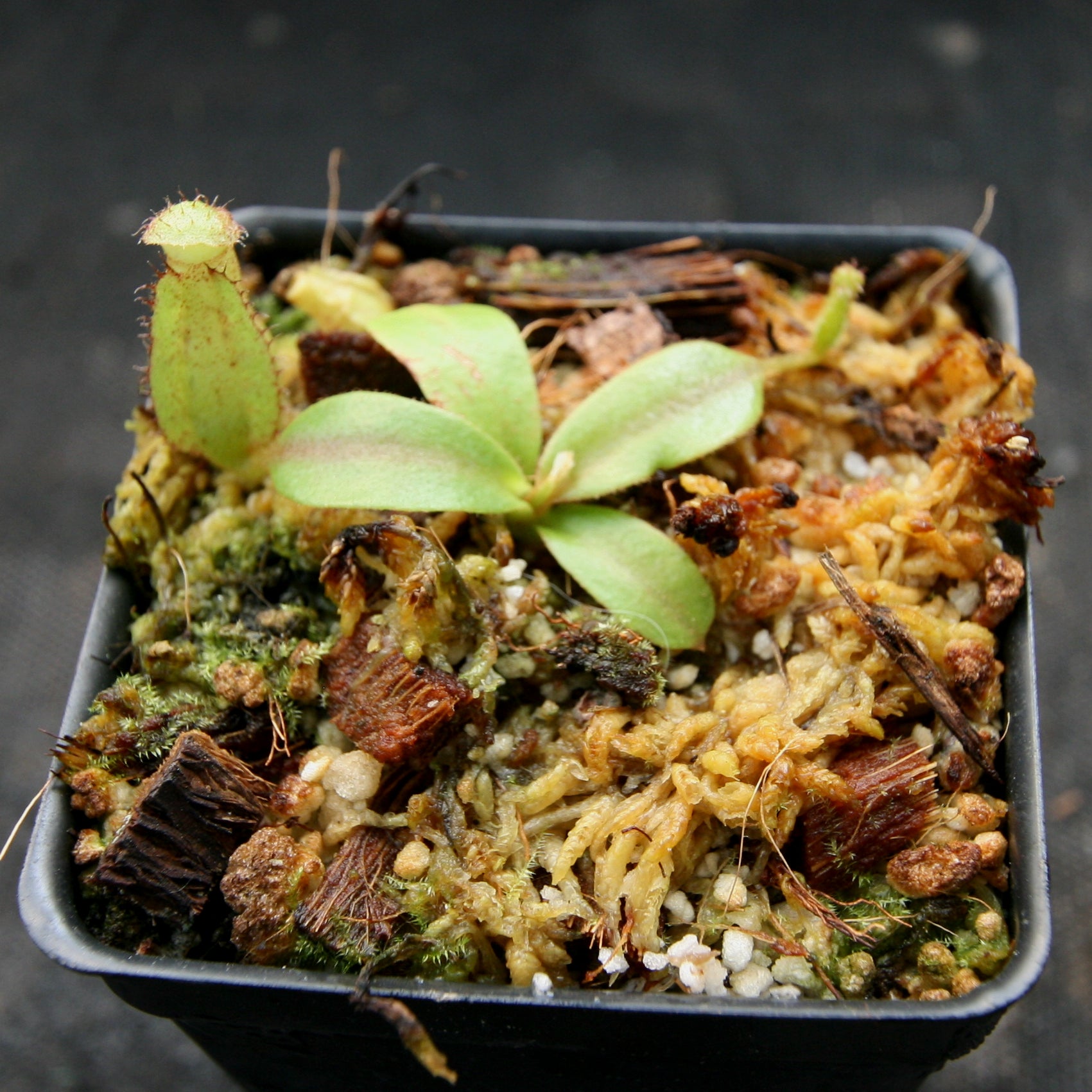 Nepenthes [(lowii x veitchii) x boschiana)] 